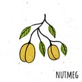 Nutmeg. Vector illustration with a plant. Hand drawn style