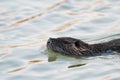 Nutria