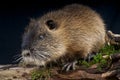 Nutria Royalty Free Stock Photo