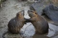 Nutria arguing Royalty Free Stock Photo