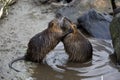 Nutria arguing Royalty Free Stock Photo