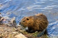 Nutria on the banks of the Vltava river in Prague the capital of the Czech Republic. Urban animals.Background Royalty Free Stock Photo