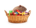 Nutria in a basket with gifts Royalty Free Stock Photo