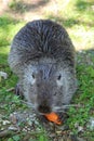 Nutria Royalty Free Stock Photo