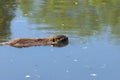 Nutria