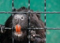 Nutria in the cage. Royalty Free Stock Photo