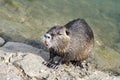 Nutria, a close-up of the nutria looking away standing on a stone against the backdrop of a river, lake or pond on a Royalty Free Stock Photo