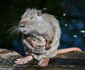 Nutria close up. Very funny coypu portrait. Posing nutria. Zoo animals Royalty Free Stock Photo