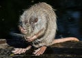 Nutria close up. Very funny coypu portrait. Posing nutria. Zoo animals