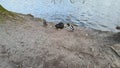 Nutria close up. Very funny coypu portrait. Singing nutria