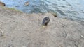 Nutria close up. Very funny coypu portrait. Singing nutria