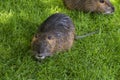 Nutria, Coypu, beaver rat, on a green meadow