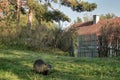 Nutria - coypu in front of the old village house.