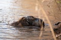 Nutria, coypu herbivorous, semiaquatic rodent member of the family Myocastoridae on the riverbed, baby animals, habintant wetlands Royalty Free Stock Photo