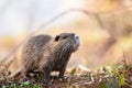 Nutria, coypu herbivorous, semiaquatic rodent member of the family Myocastoridae on the riverbed, baby animals, habintant wetlands Royalty Free Stock Photo