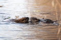 Nutria, coypu herbivorous, semiaquatic rodent member of the family Myocastoridae on the riverbed, baby animals, habintant wetlands Royalty Free Stock Photo