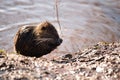 Nutria, coypu herbivorous, semiaquatic rodent member of the family Myocastoridae on the riverbed, baby animals, habintant wetlands Royalty Free Stock Photo