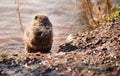 Nutria, coypu herbivorous, semiaquatic rodent member of the family Myocastoridae on the riverbed, baby animals, habintant wetlands Royalty Free Stock Photo