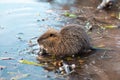 Nutria, coypu herbivorous, semiaquatic rodent member of the family Myocastoridae on the riverbed,