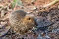 Nutria, coypu herbivorous, semiaquatic rodent member of the family Myocastoridae on the riverbed,