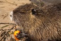 Nutria (Coypu)