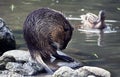 Nutria or coypu wet after a swim in lake