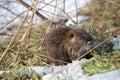 Nutria cub Royalty Free Stock Photo