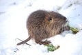 Nutria cub eating Royalty Free Stock Photo