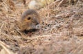 Nutria cub Royalty Free Stock Photo