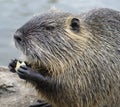 Nutria Royalty Free Stock Photo