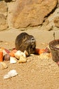 Nutria Royalty Free Stock Photo