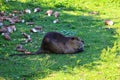 A Nutria in its natural habitat in Rio Grande do Sul, Brazil.