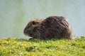 Nutria eating and enjoying the sun at riverbanks in Paris