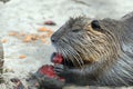 Nutria Royalty Free Stock Photo