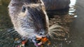 A nutria eating a piece of food in the water Royalty Free Stock Photo