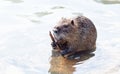 A nutria when eating water plants Royalty Free Stock Photo
