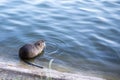 nutria eats carrots with water on the shore Royalty Free Stock Photo