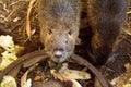 Nutria farm. Close-up cultivation of nutria as valuable fur and Royalty Free Stock Photo