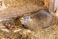 Nutria farm. Close-up cultivation of nutria as valuable fur and Royalty Free Stock Photo