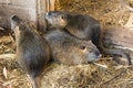 Nutria farm. Close-up cultivation of nutria as valuable fur and Royalty Free Stock Photo