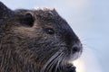 nutria feeding with bread