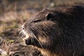 nutria feeding bread a riverside