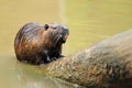 Nutria Royalty Free Stock Photo