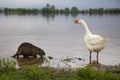 nutria and goos by the lake