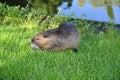 Nutria Royalty Free Stock Photo