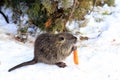 Nutria with gray long fur, otter, marsh beaver eat in the snow in farm the river. Water rat, muskrat sits in a winter park, zoo, Royalty Free Stock Photo