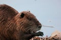 A nutria grooming itself