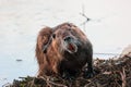 A nutria grooming itself