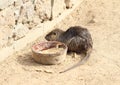 Nutria Royalty Free Stock Photo