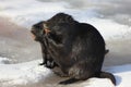 Nutria Royalty Free Stock Photo